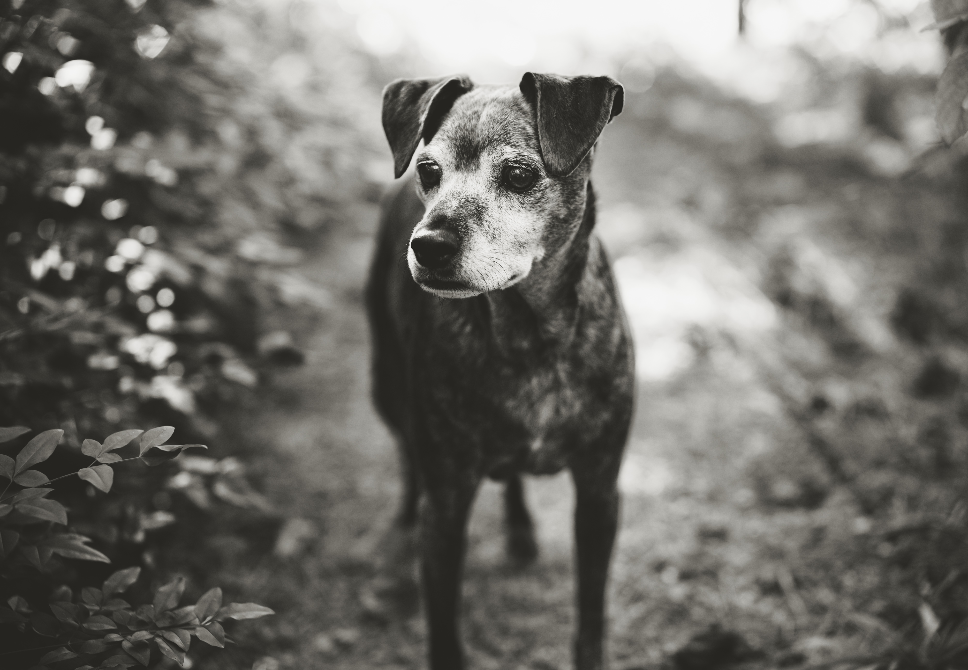 ruby: voigtlander 50mm f1.0 / nikon zf