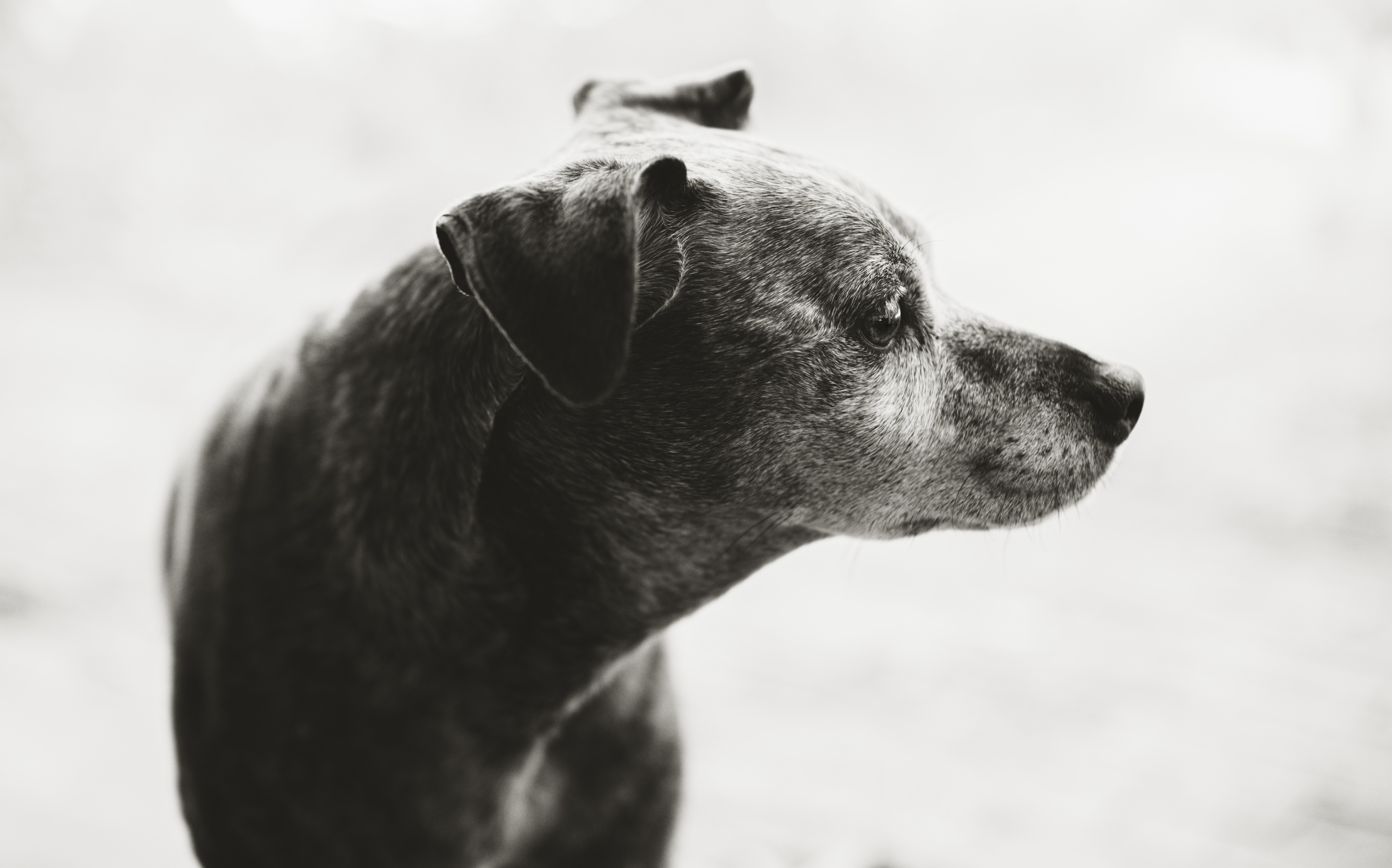 Ruby in BW