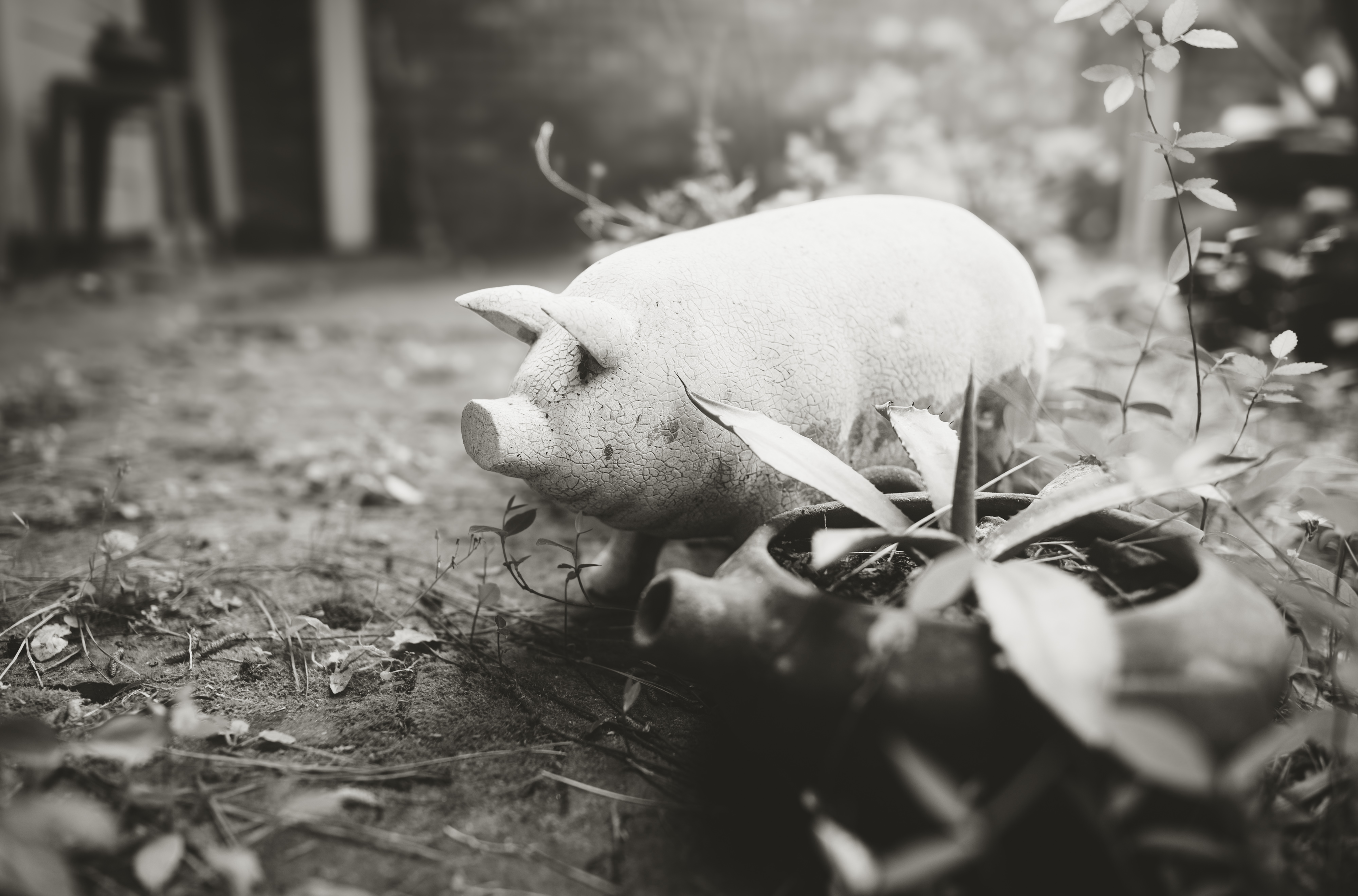 Pig and Plant: Nikon 28mm 1.4E